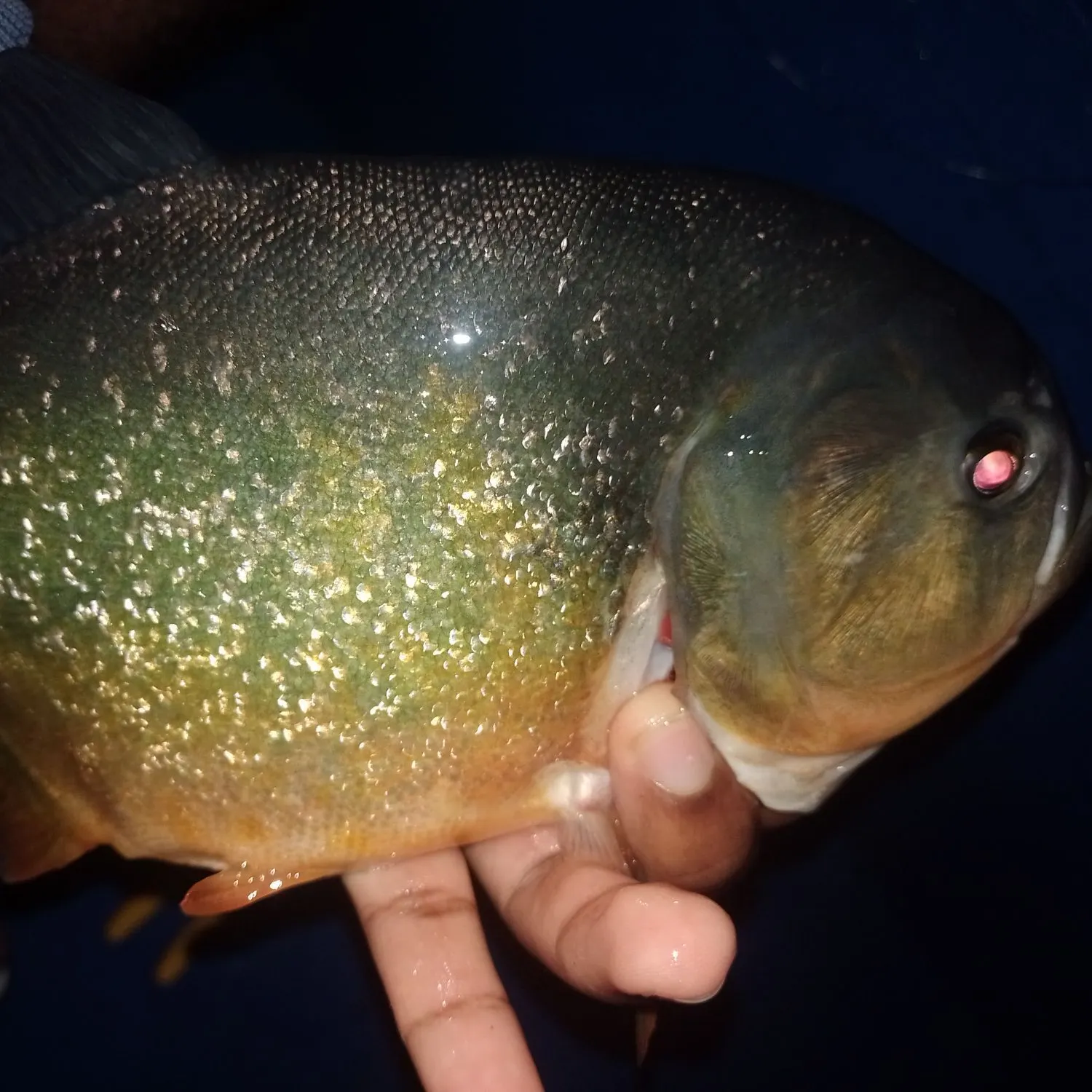 The most recent San Francisco piranha catches on Fishbrain