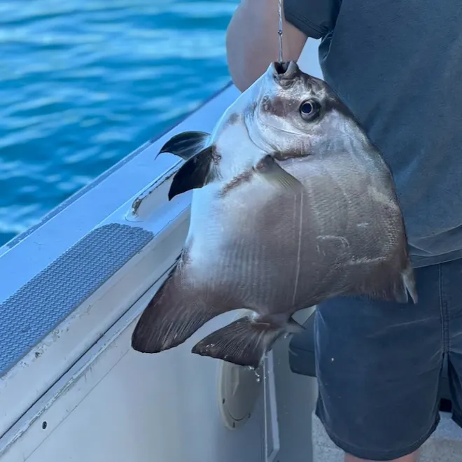 The most recent Tiera batfish catches on Fishbrain