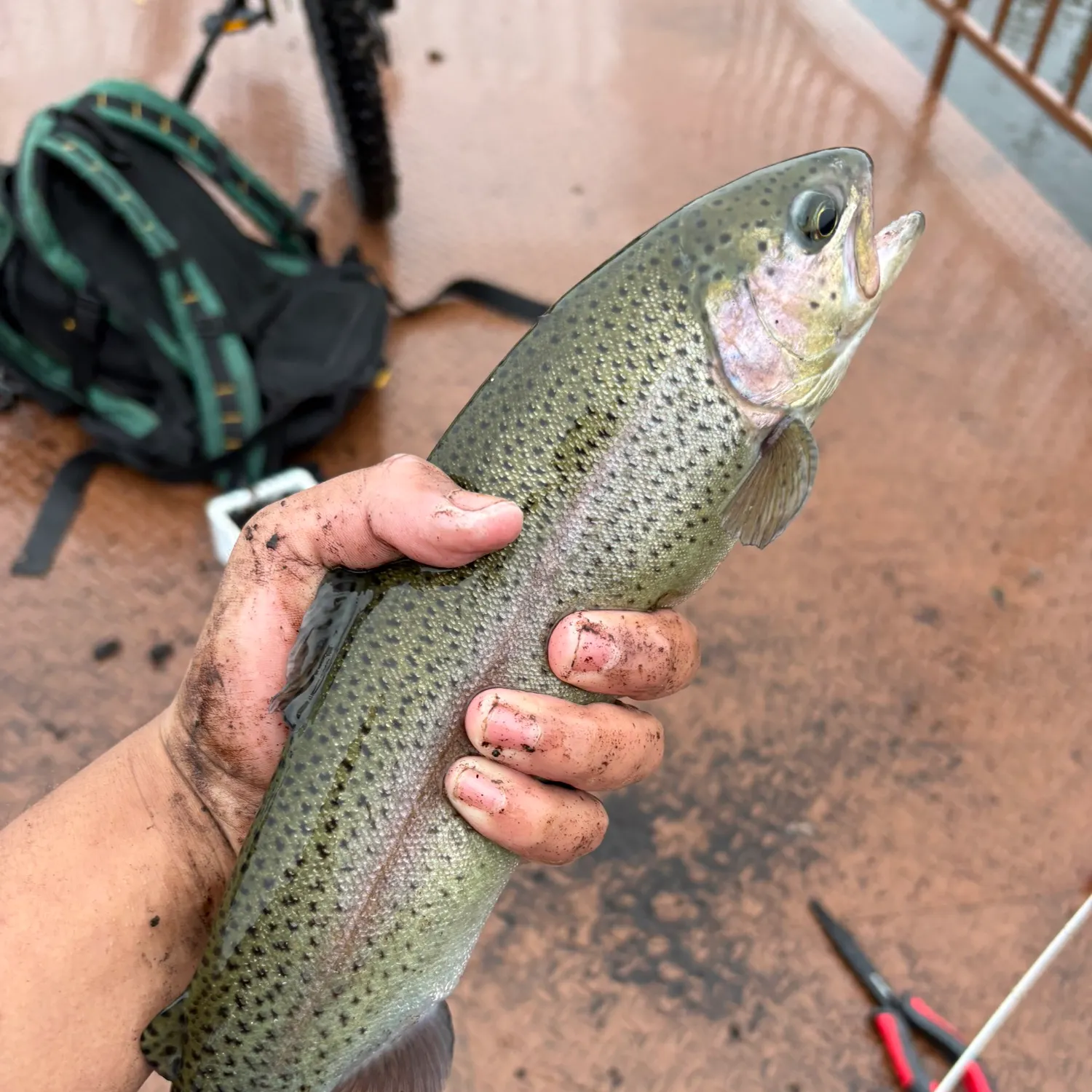 Rainbow trout caught on Fishbrain