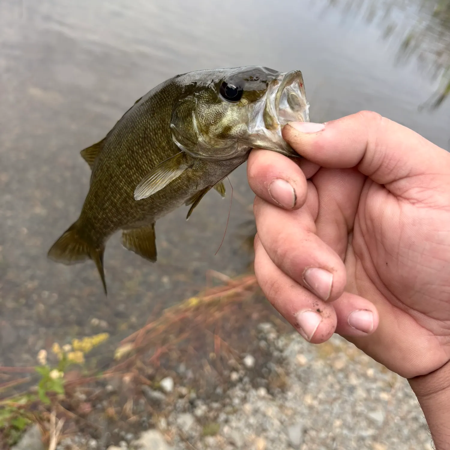 Smallmouth bass caught on Fishbrain