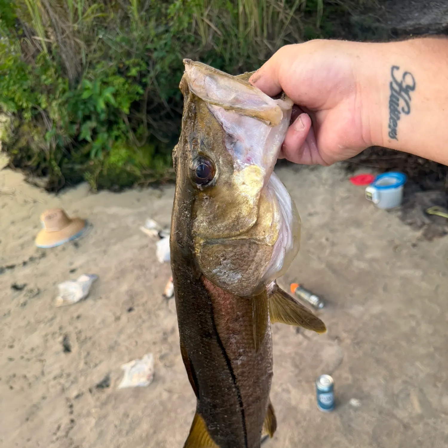 Common snook caught on Fishbrain
