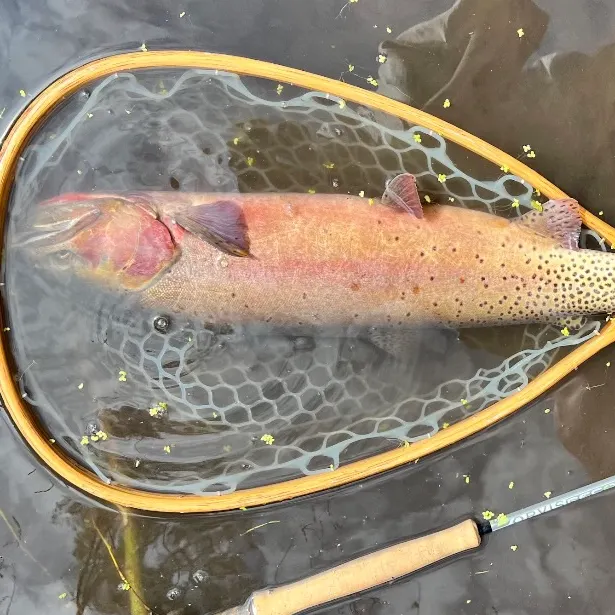 Channel catfish caught on Fishbrain