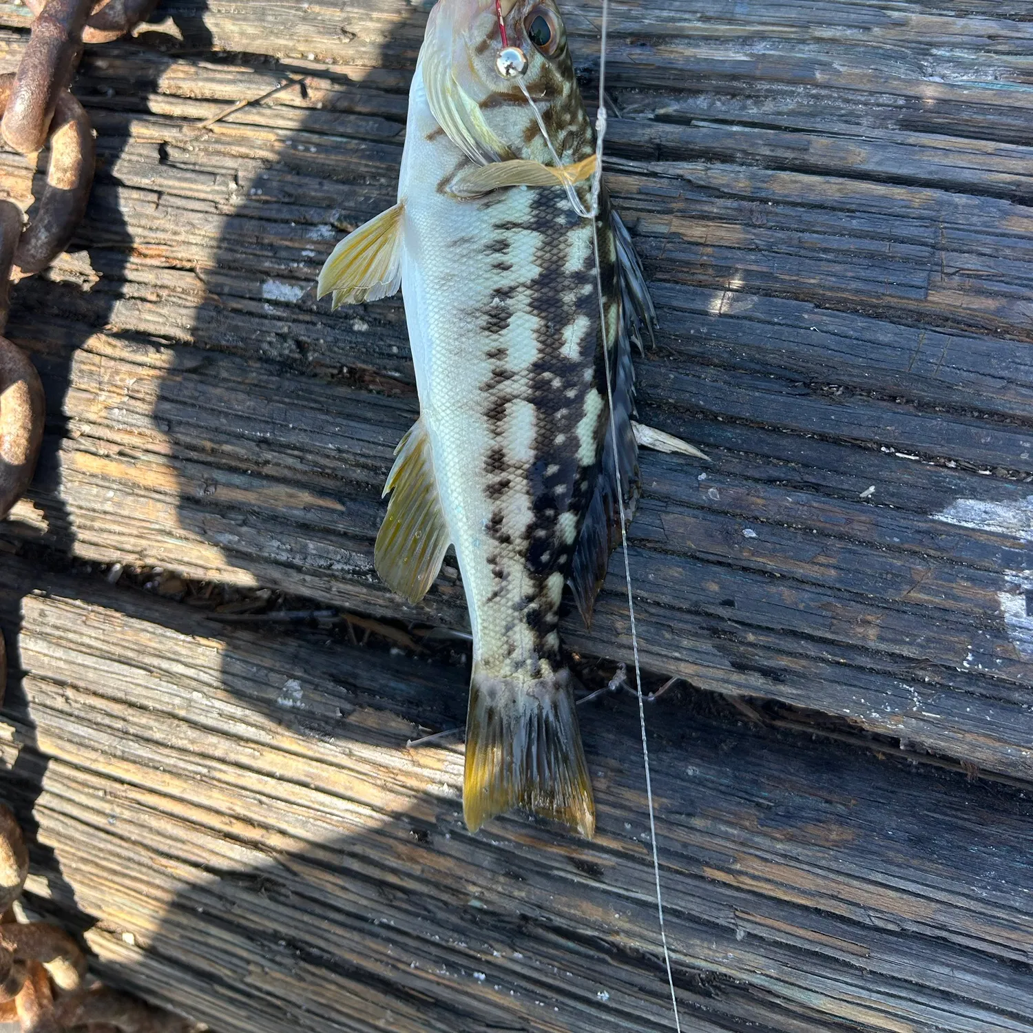 Kelp bass caught on Fishbrain