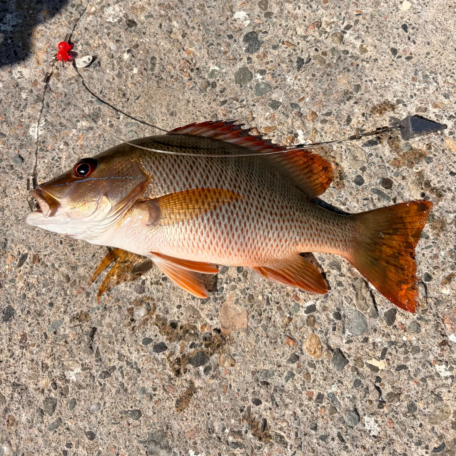 The most recent Dog Snapper catches on Fishbrain