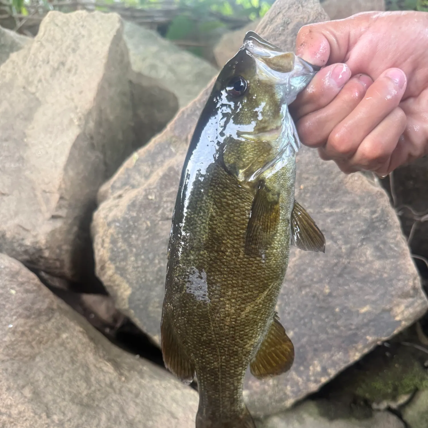 Smallmouth bass caught on Fishbrain
