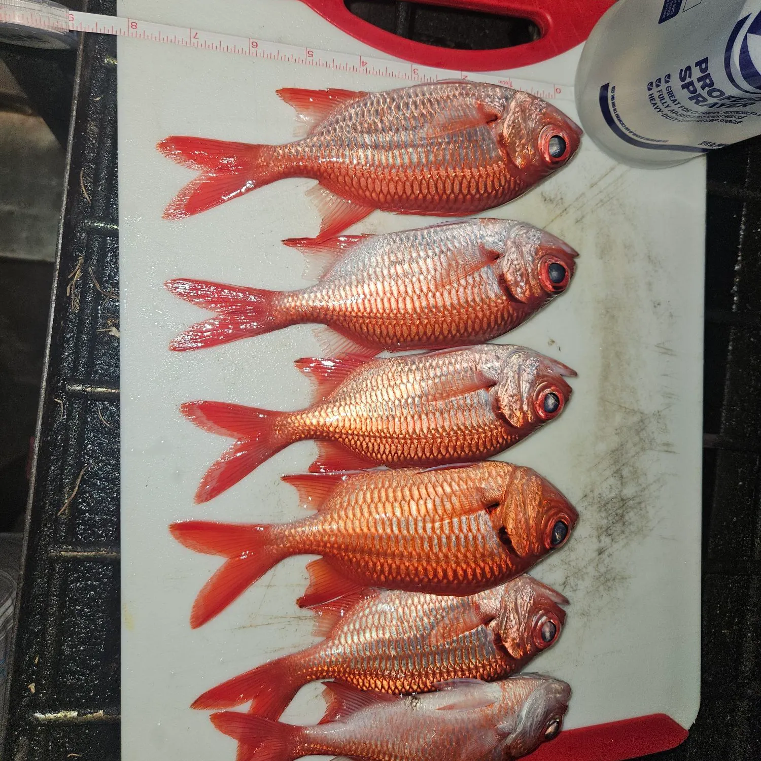 recently logged catches