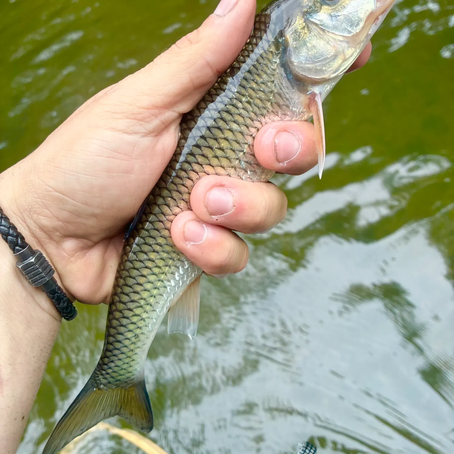 Fallfish caught on Fishbrain