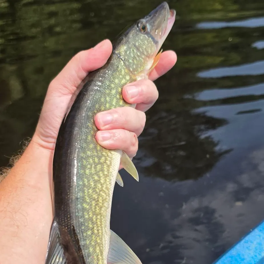 Chain pickerel caught on Fishbrain