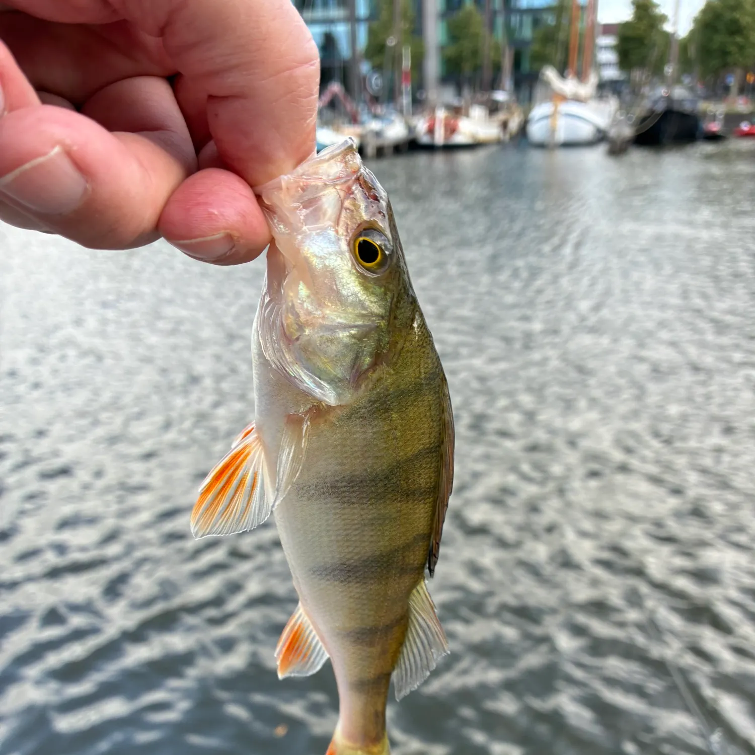 catch