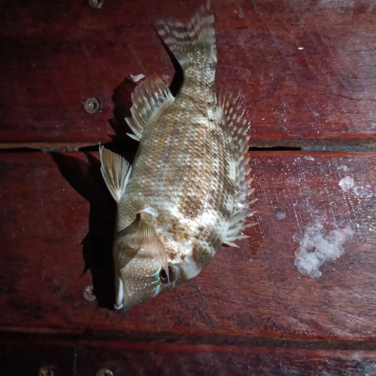 The most recent Orange-spotted grouper catches on Fishbrain