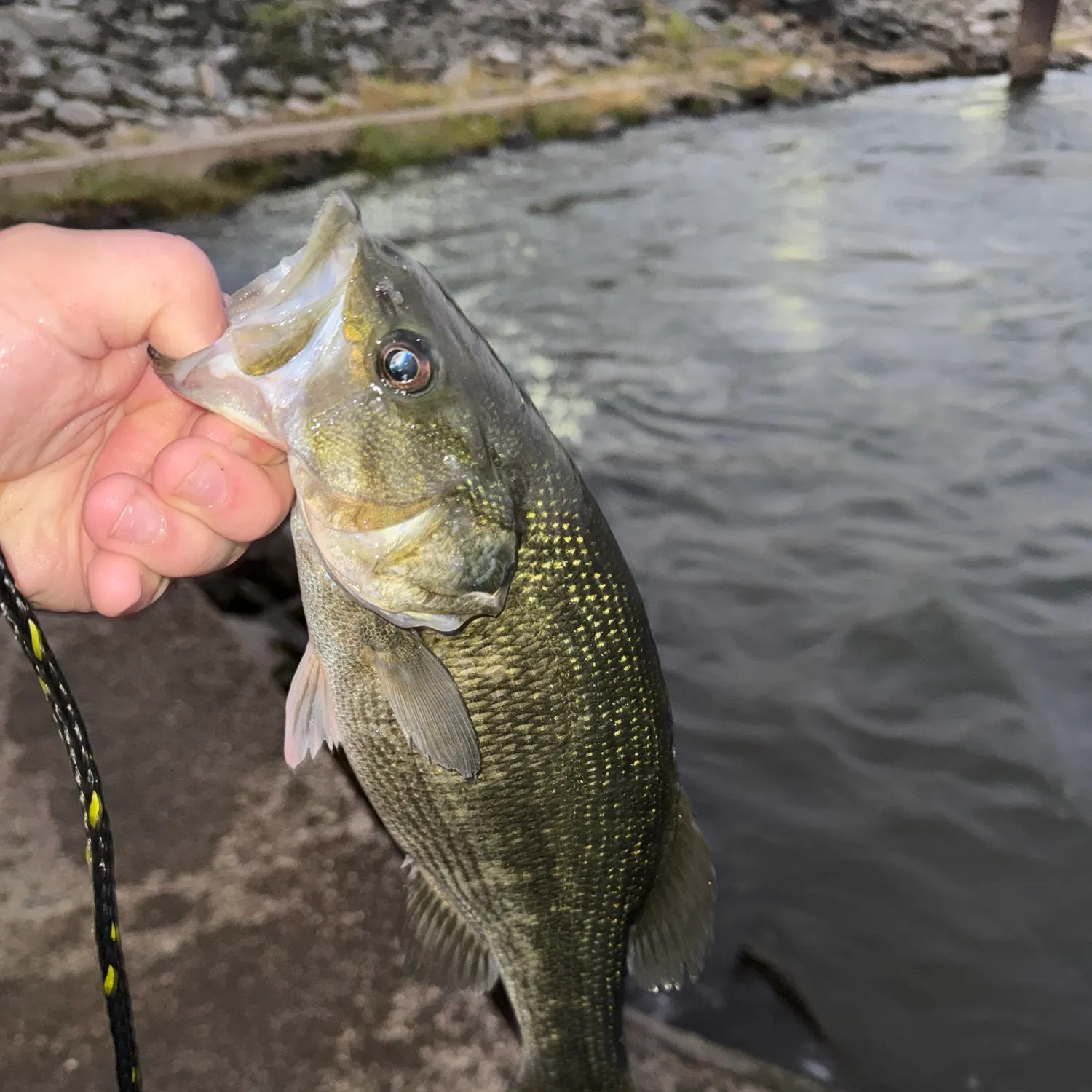 Spotted bass caught on Fishbrain