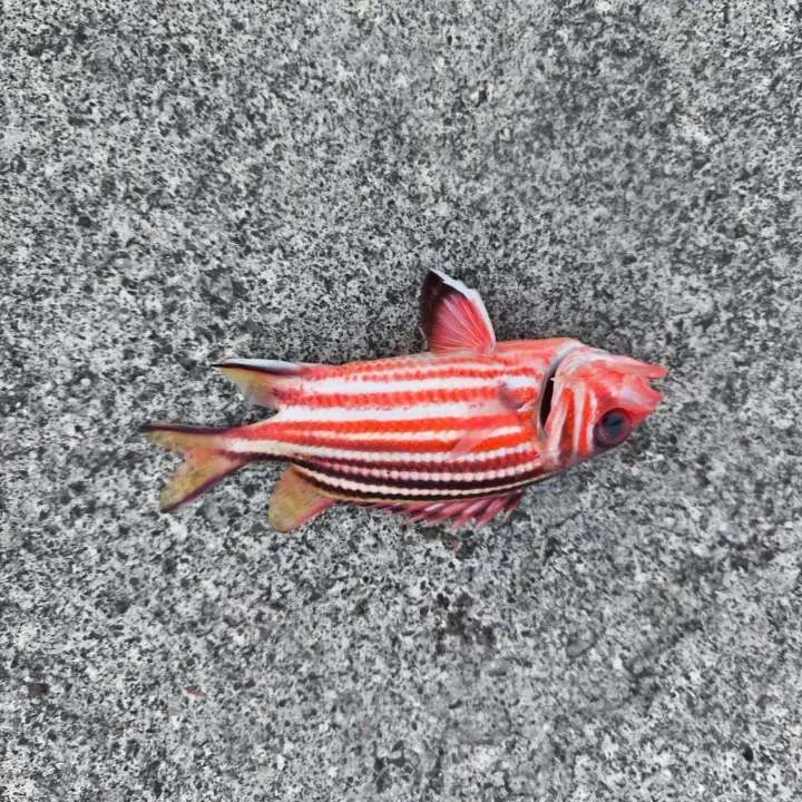 Fish caught on Fishbrain