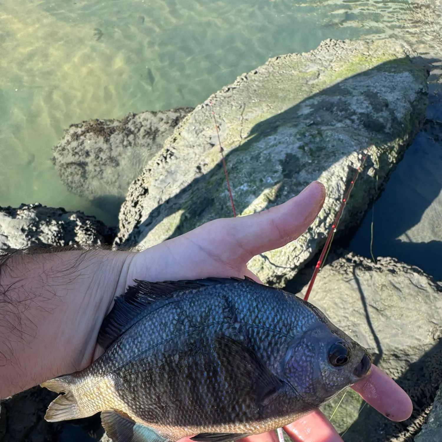 The most recent Calico surfperch catches on Fishbrain