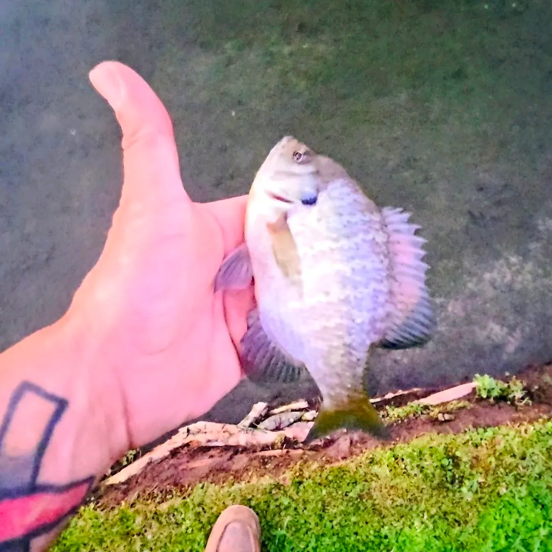 Bluegill caught on Fishbrain