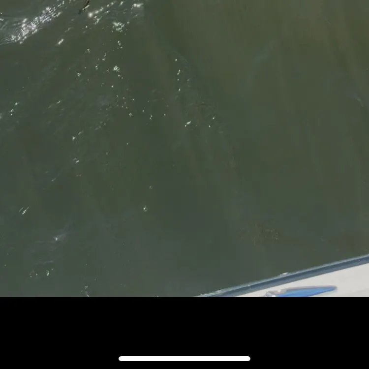 Common stingaree caught on Fishbrain