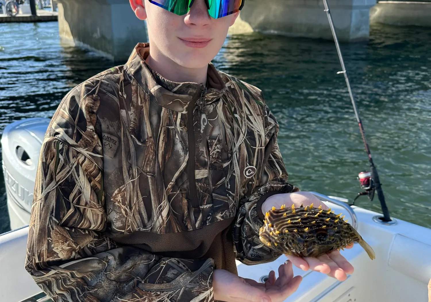 Reticulated pufferfish