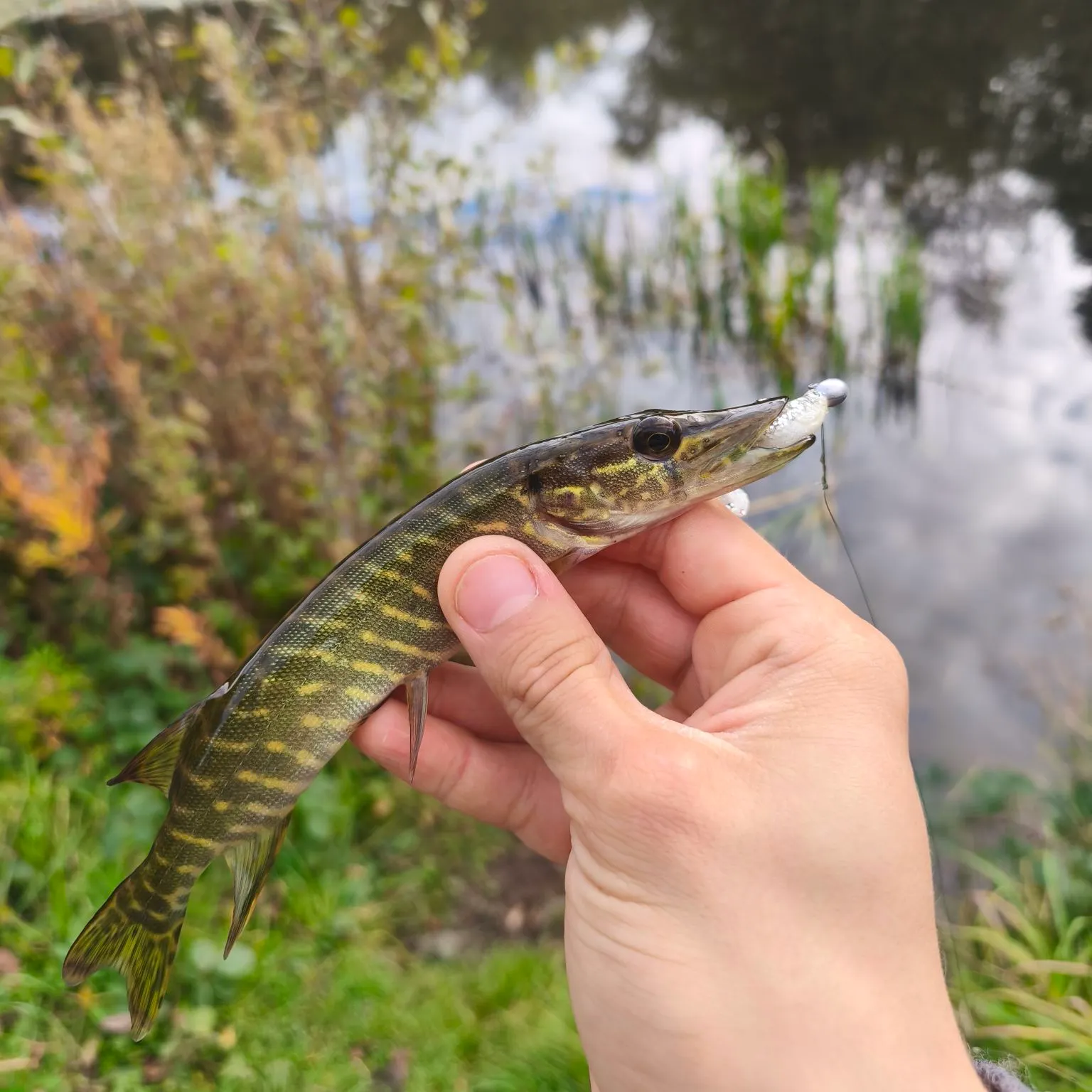 Northern pike caught on Fishbrain