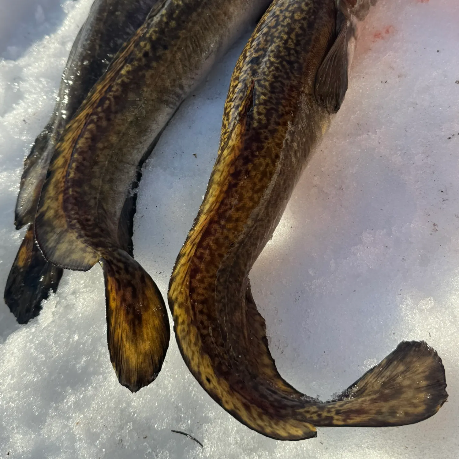 The most recent Tusk catches on Fishbrain