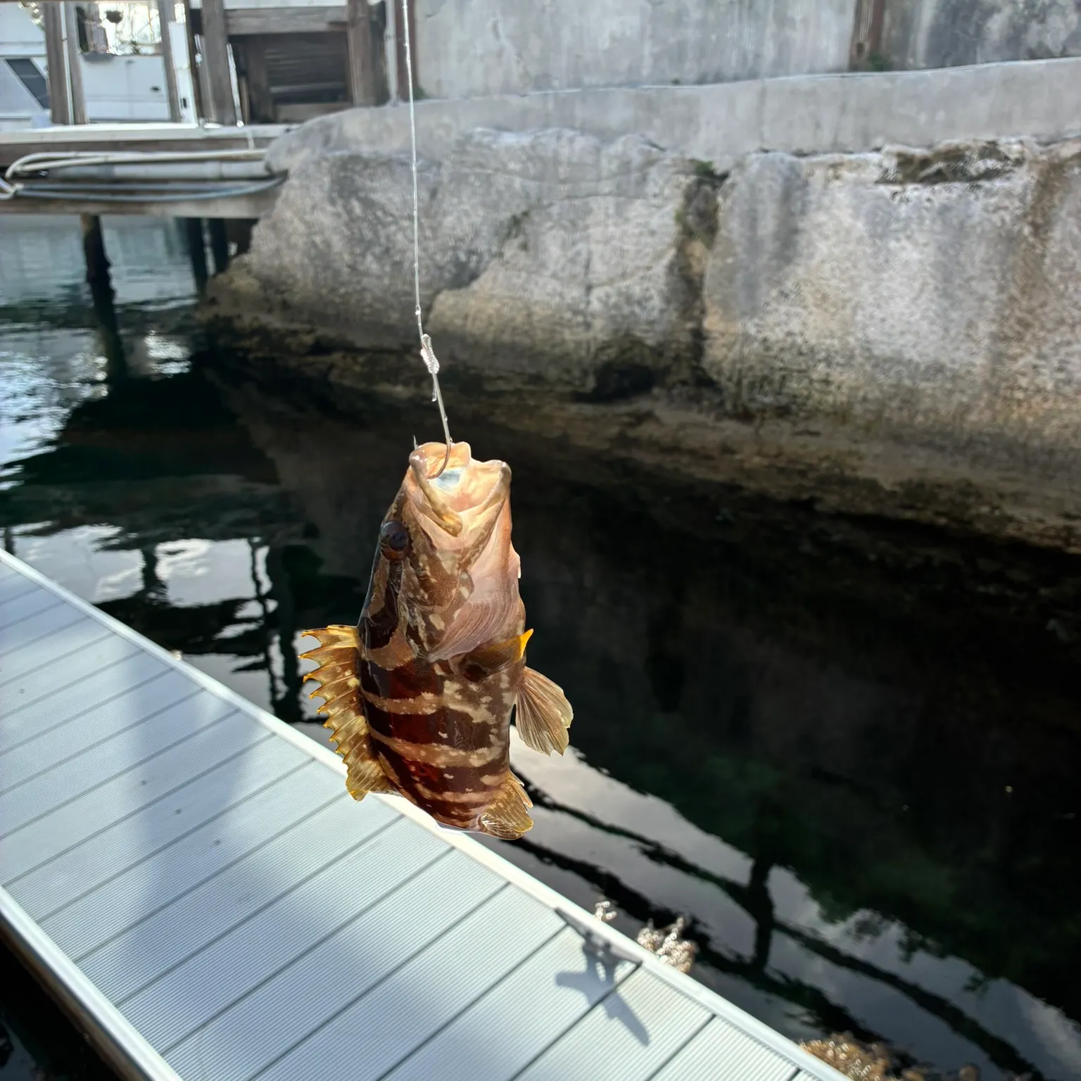 The most recent Black grouper catches on Fishbrain