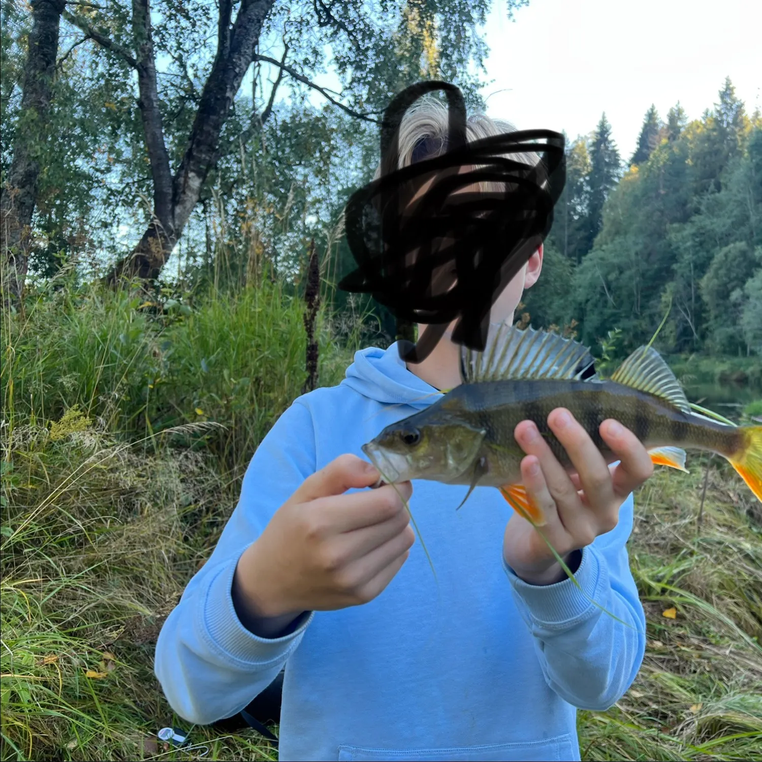 European perch caught on Fishbrain