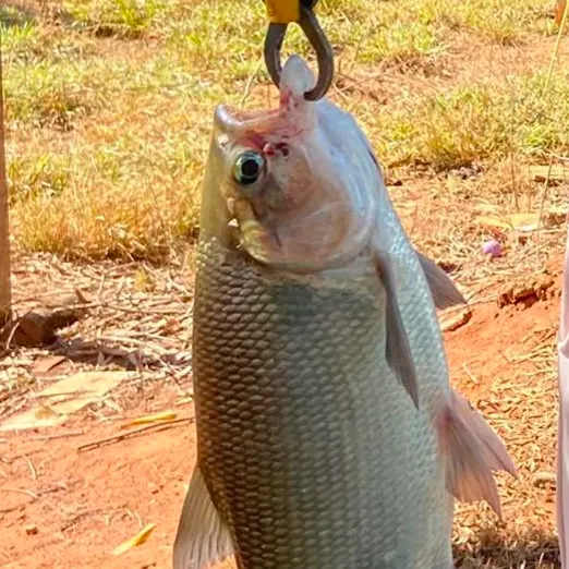 The most recent Matrichan catches on Fishbrain
