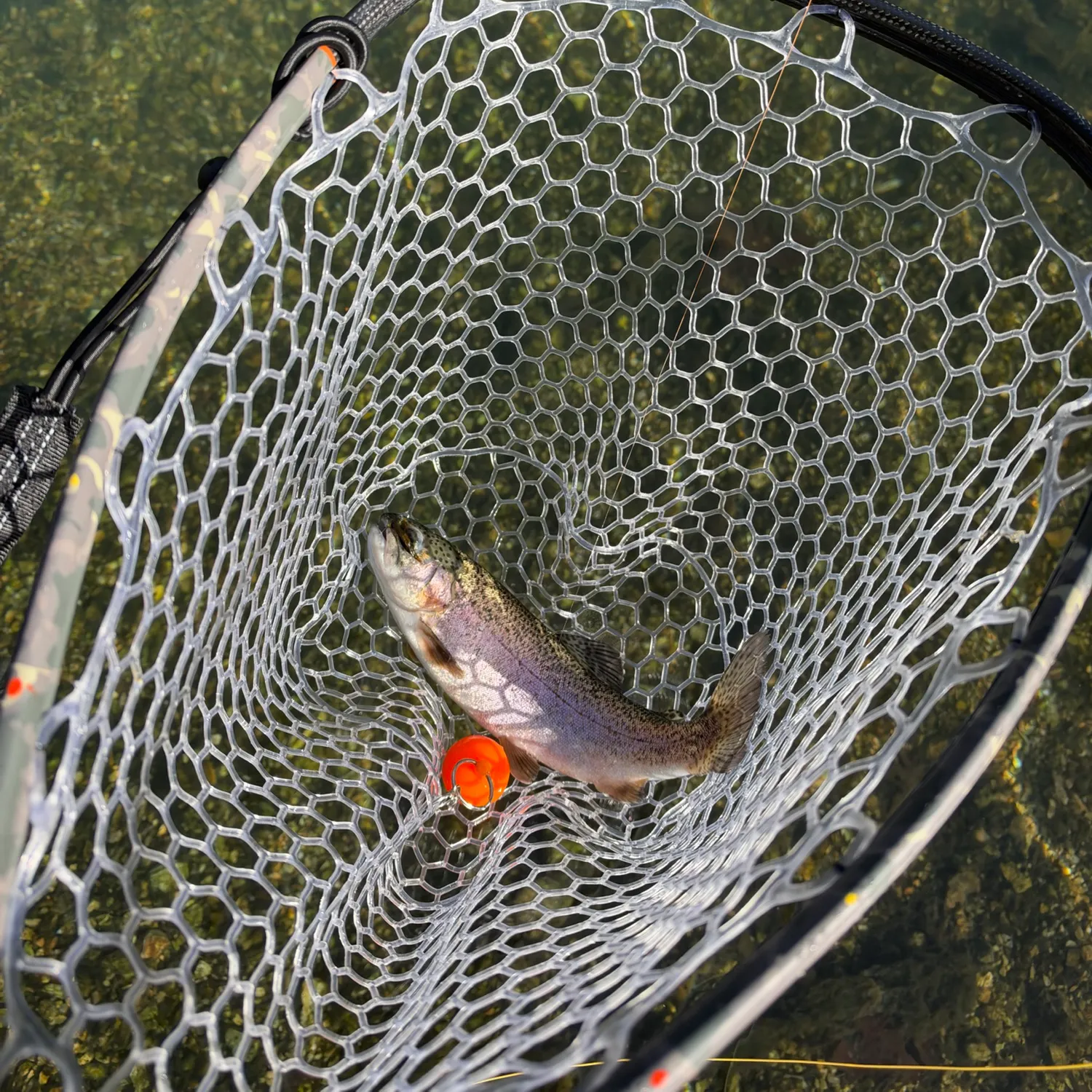 Rainbow trout caught on Fishbrain