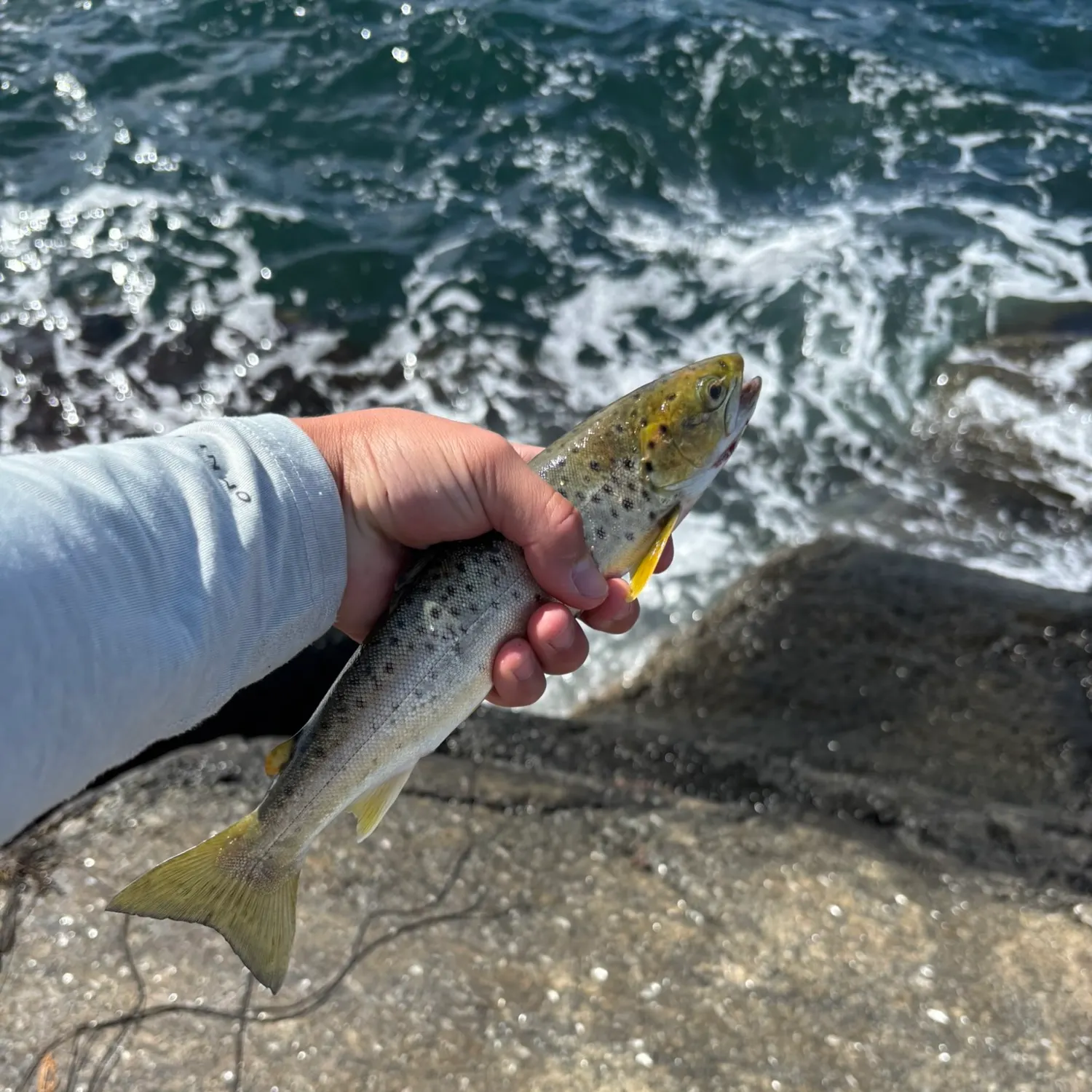 The most recent Sea trout catches on Fishbrain