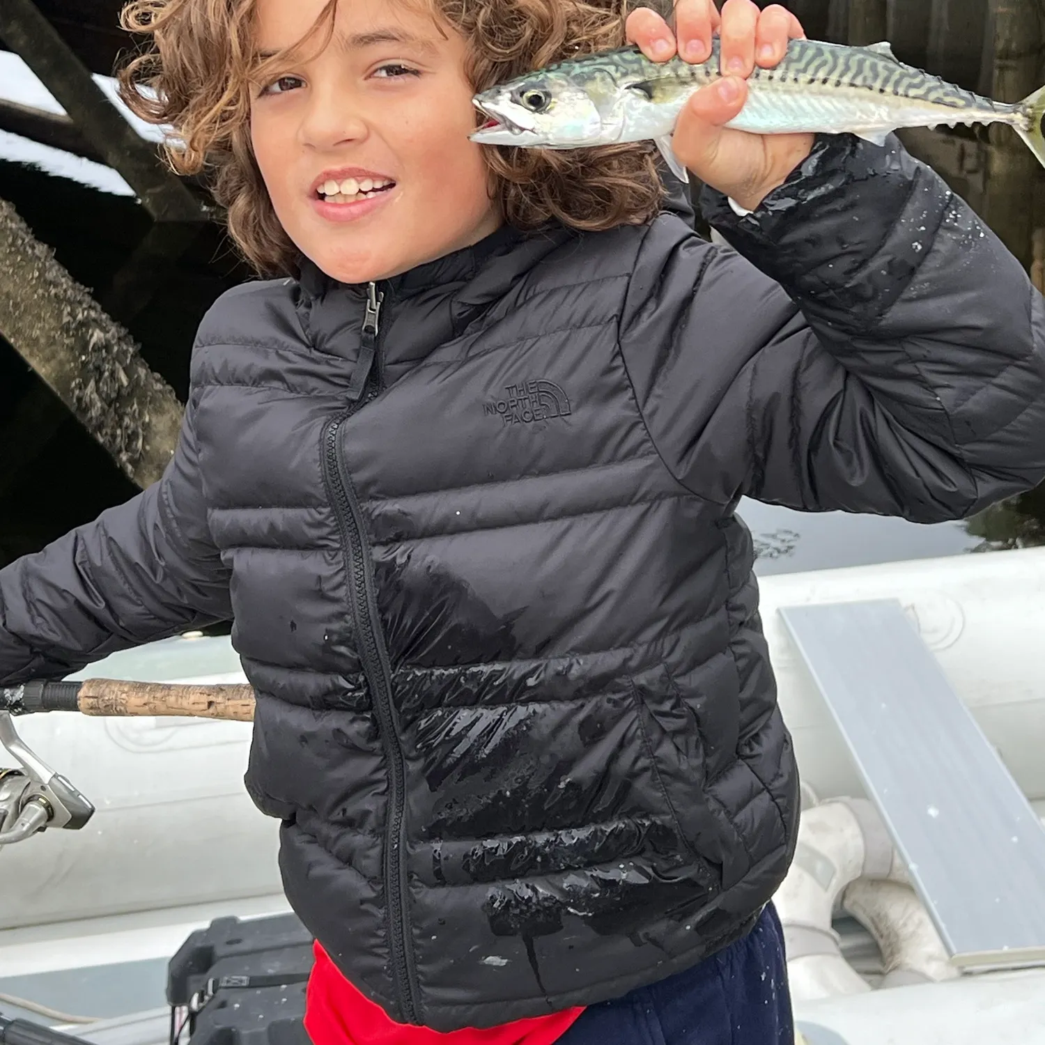 The most recent Atlantic mackerel catches on Fishbrain