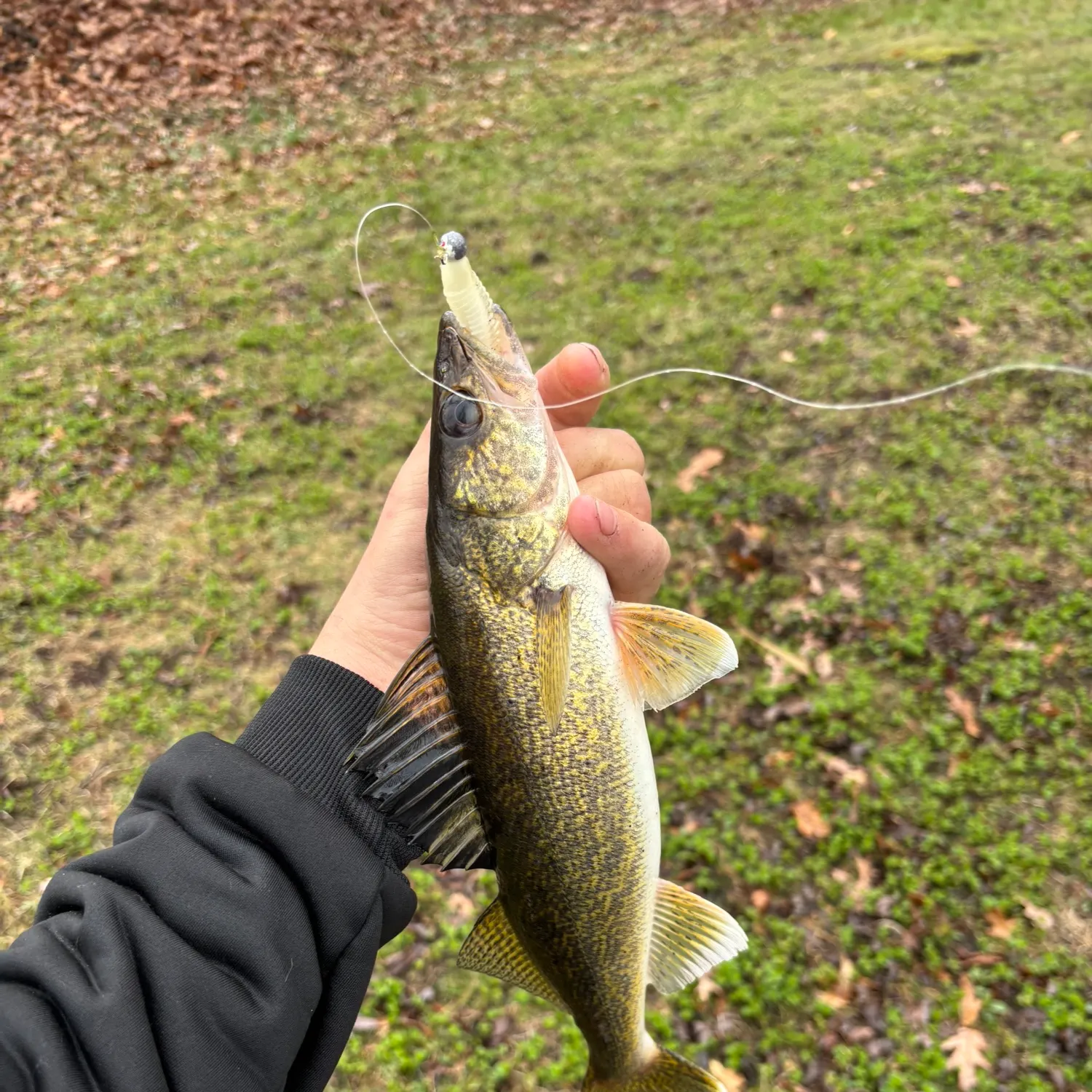 The most recent Walleye catches on Fishbrain