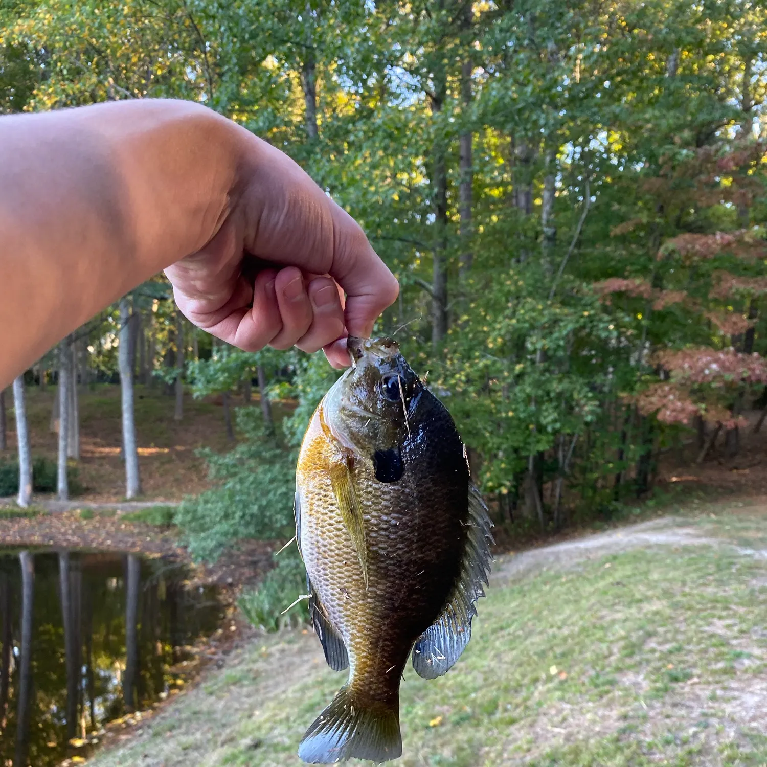 Bluegill caught on Fishbrain