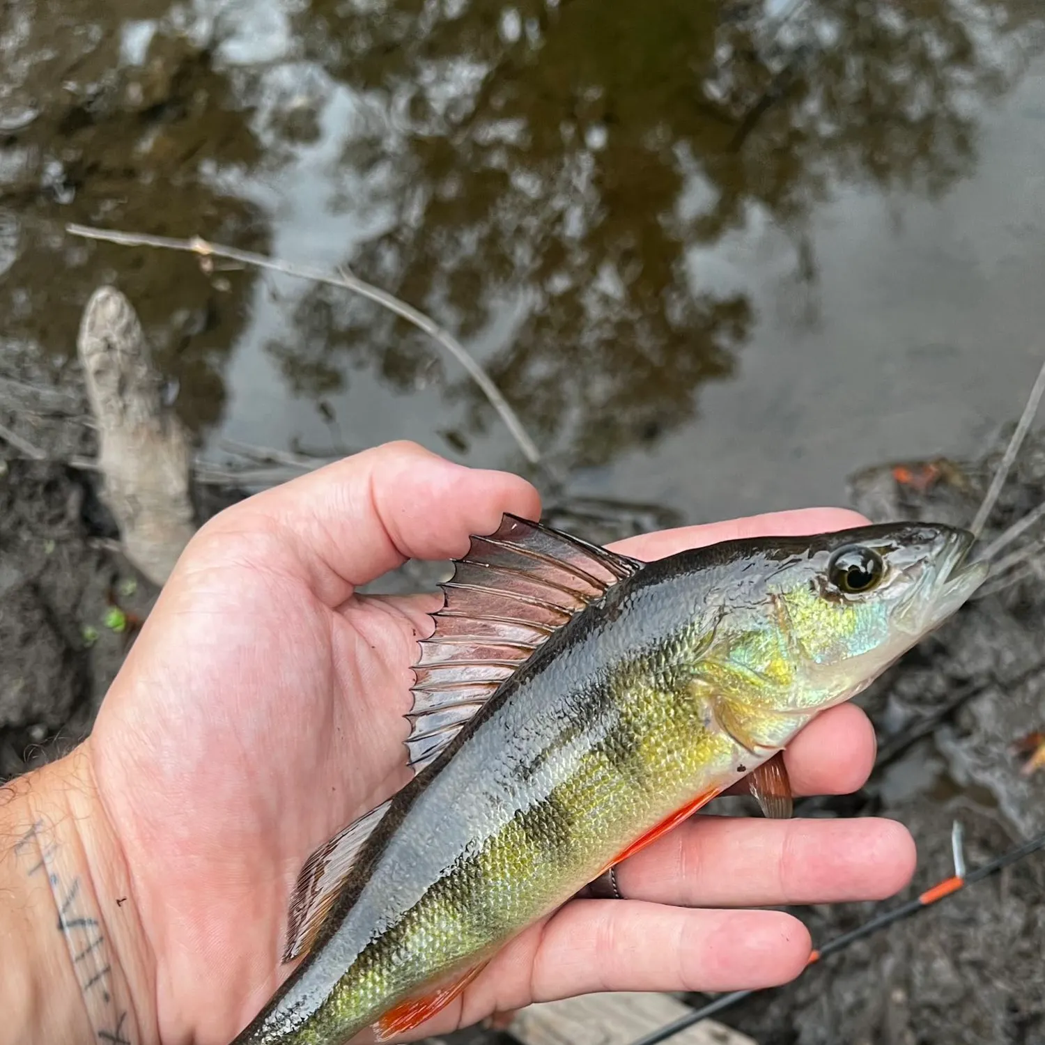 Yellow perch caught on Fishbrain