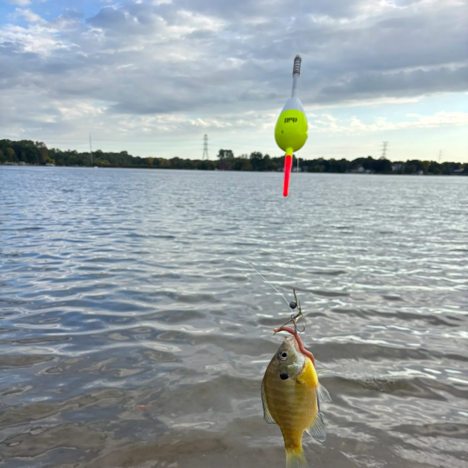 Bluegill caught on Fishbrain