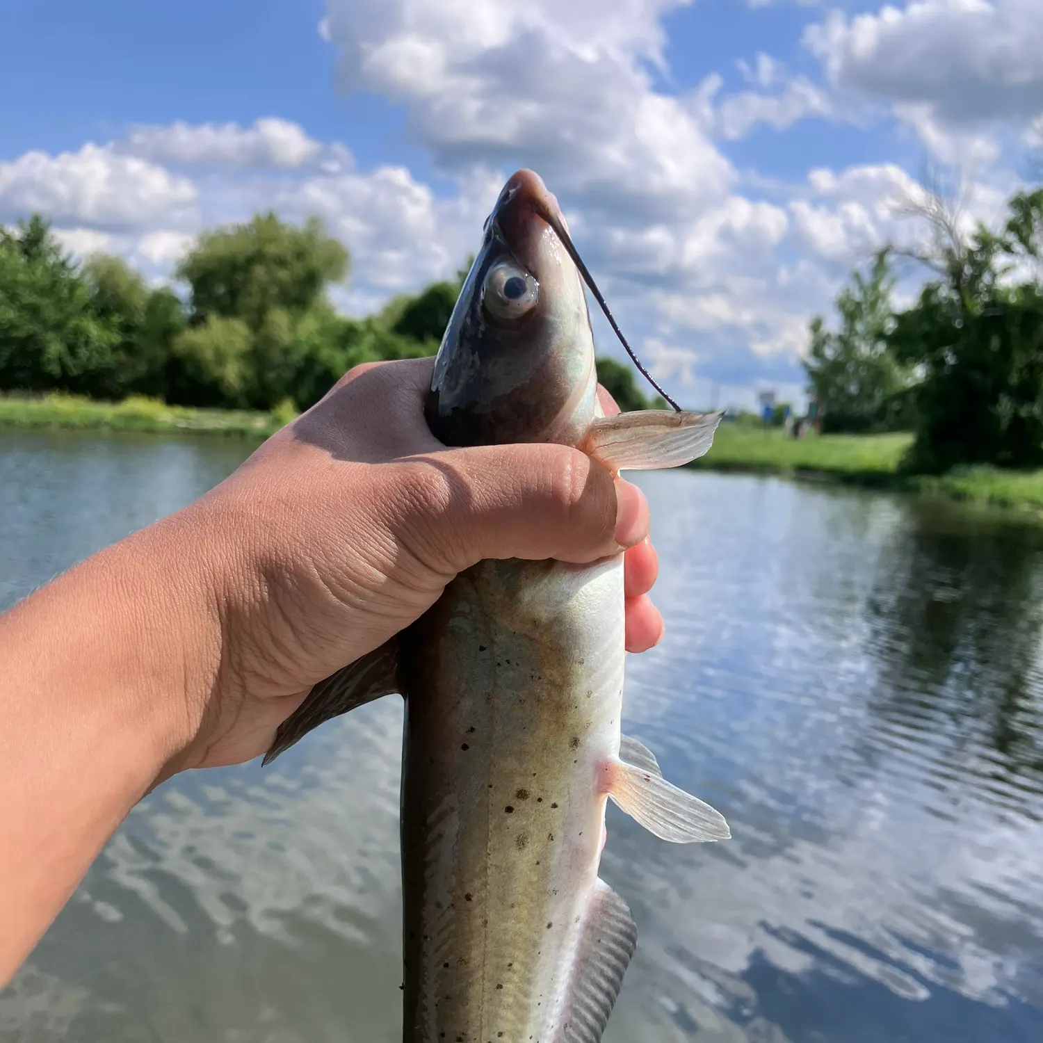 angler catch