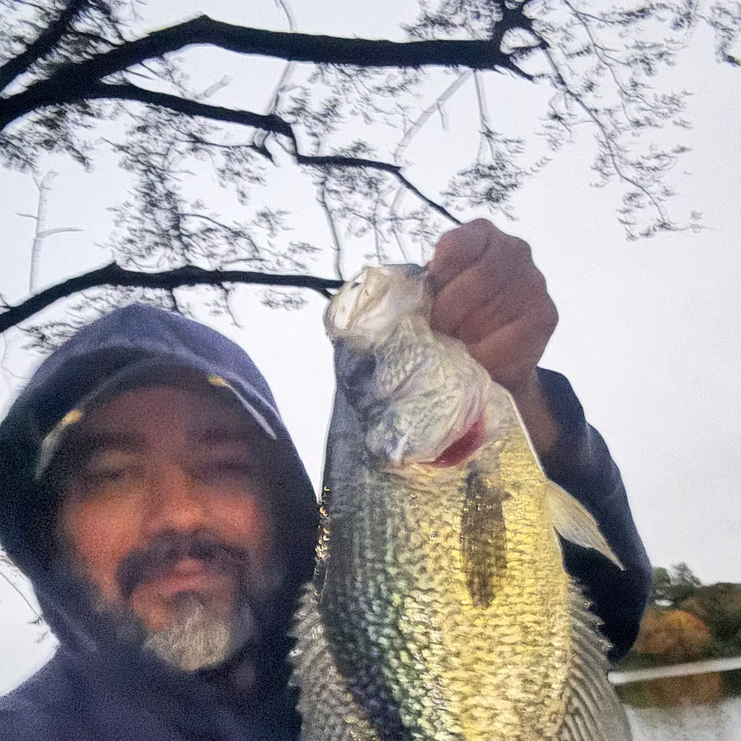 Black crappie caught on Fishbrain