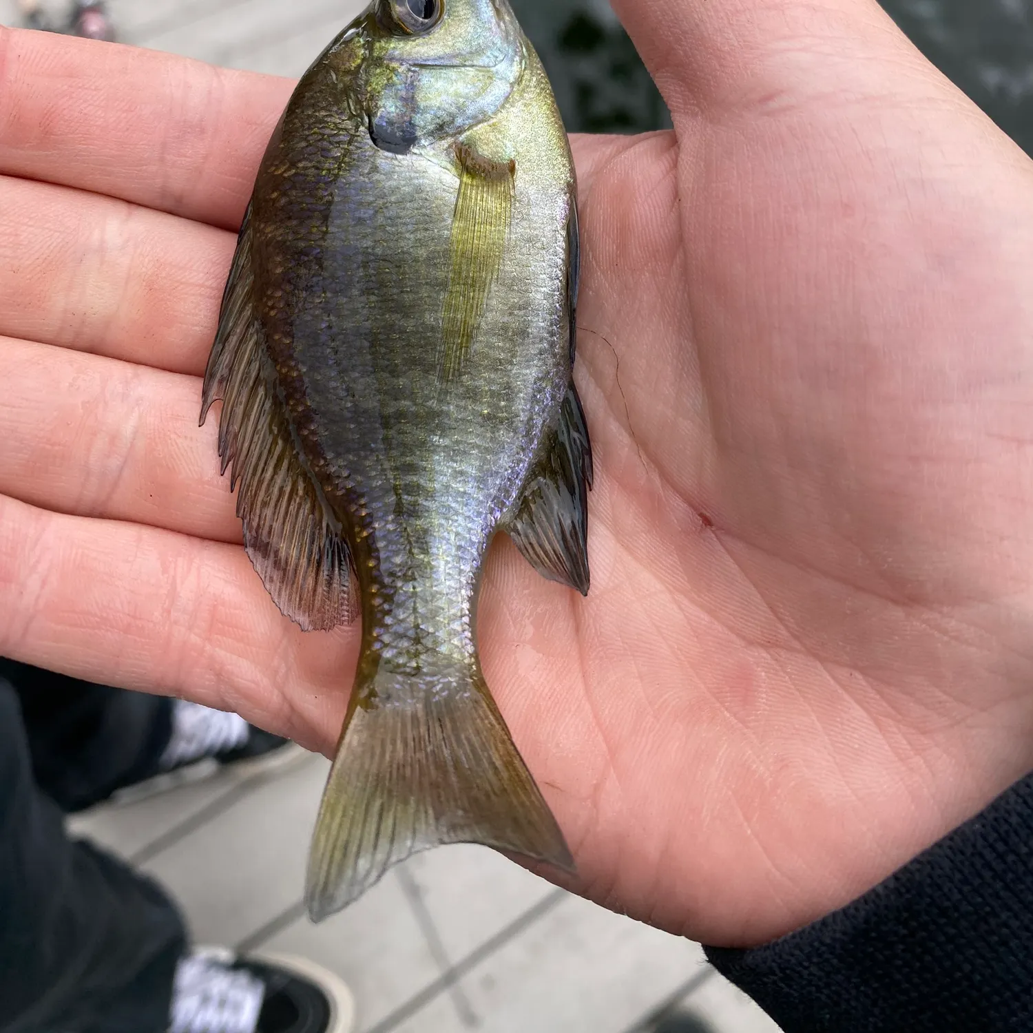 Bluegill caught on Fishbrain