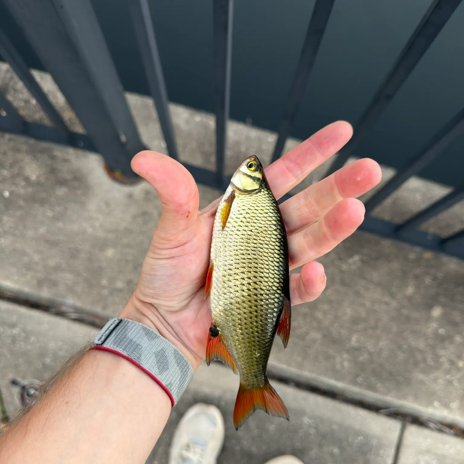 The most recent Golden shiner catches on Fishbrain
