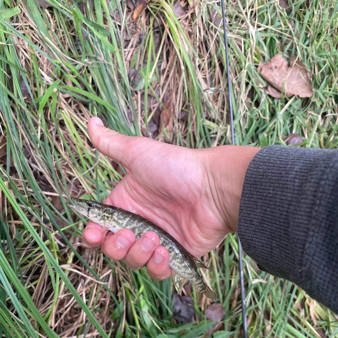Grass pickerel caught on Fishbrain