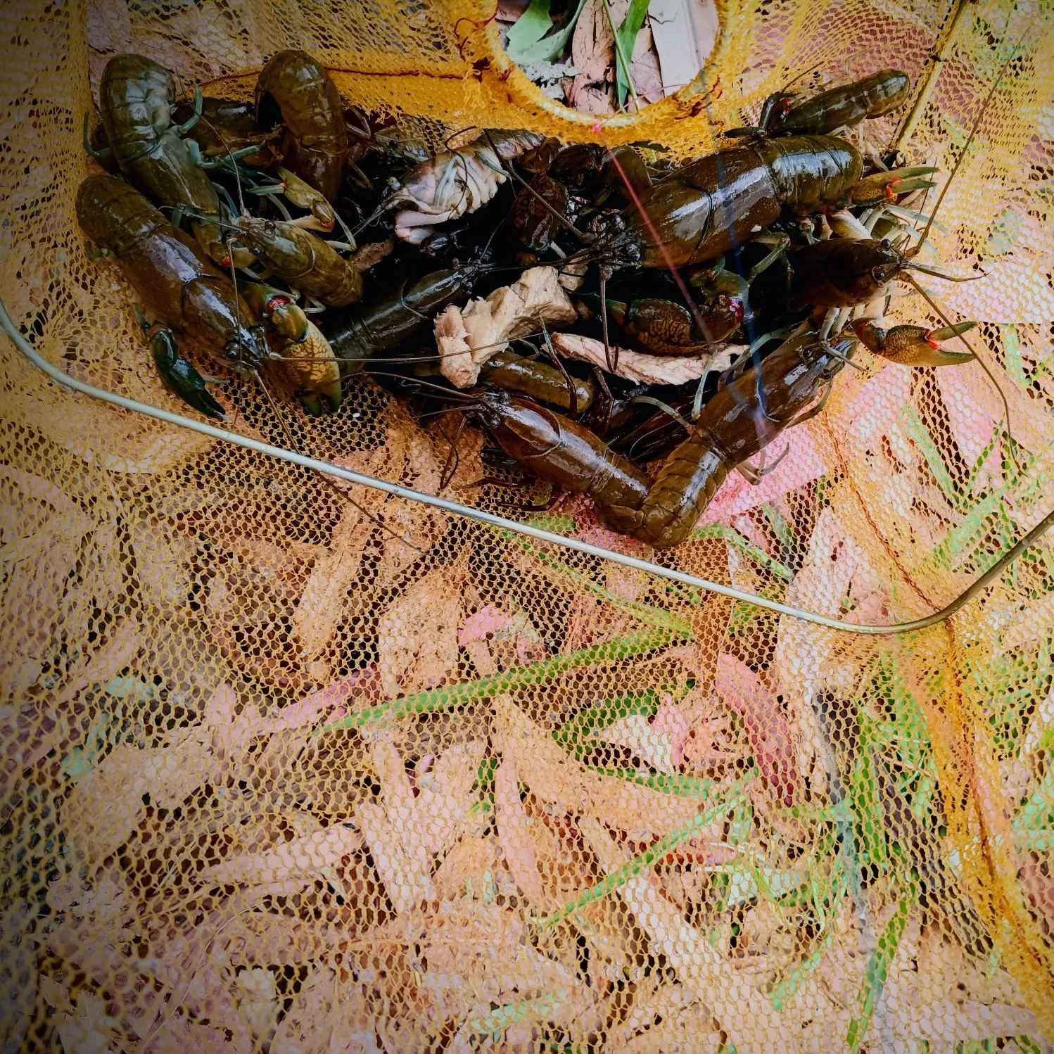 The most recent Common yabby catches on Fishbrain