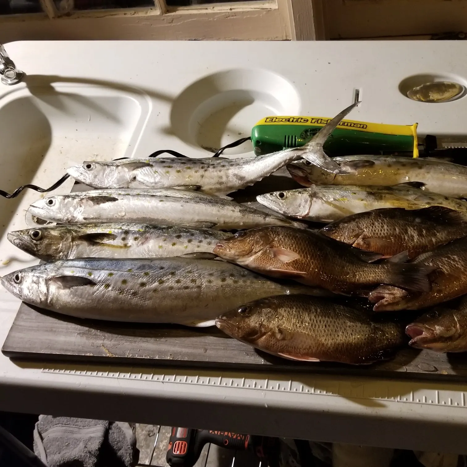 recently logged catches