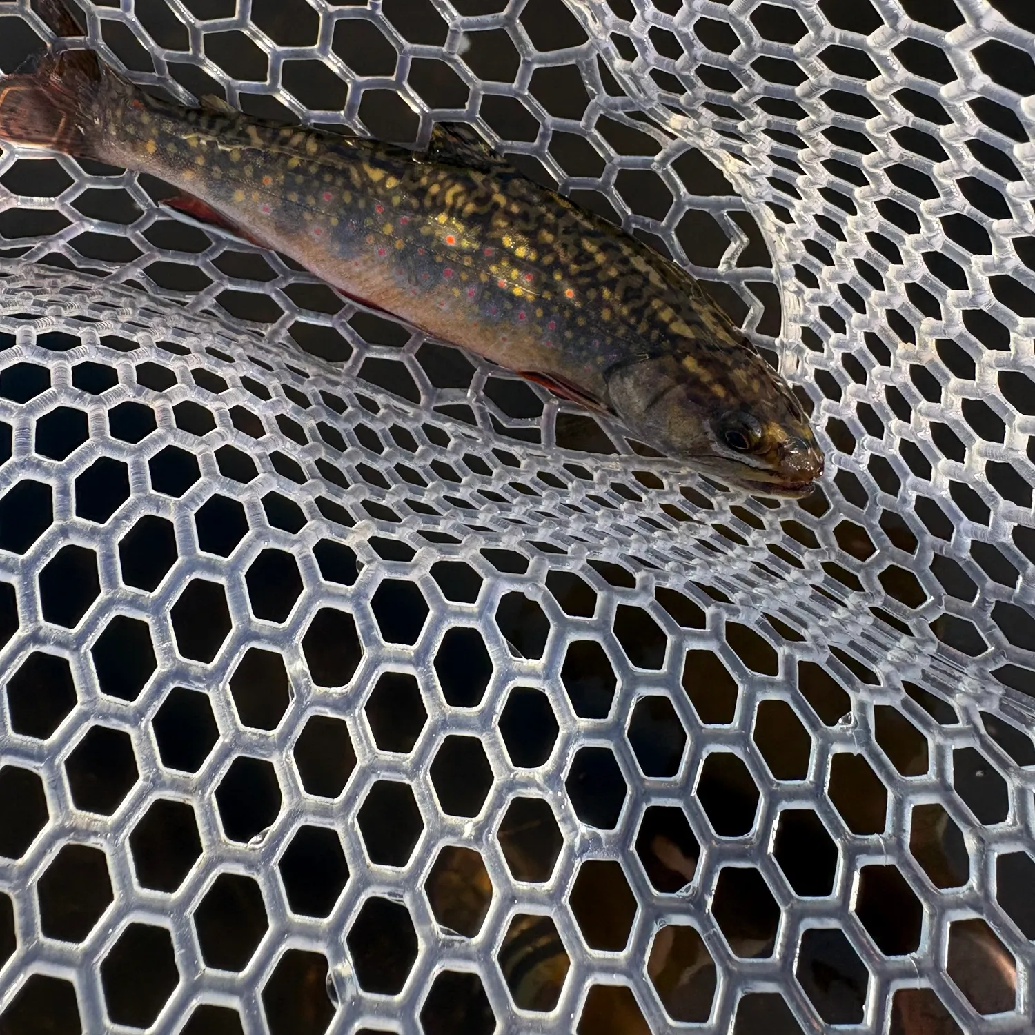 The most recent Brook trout catches on Fishbrain