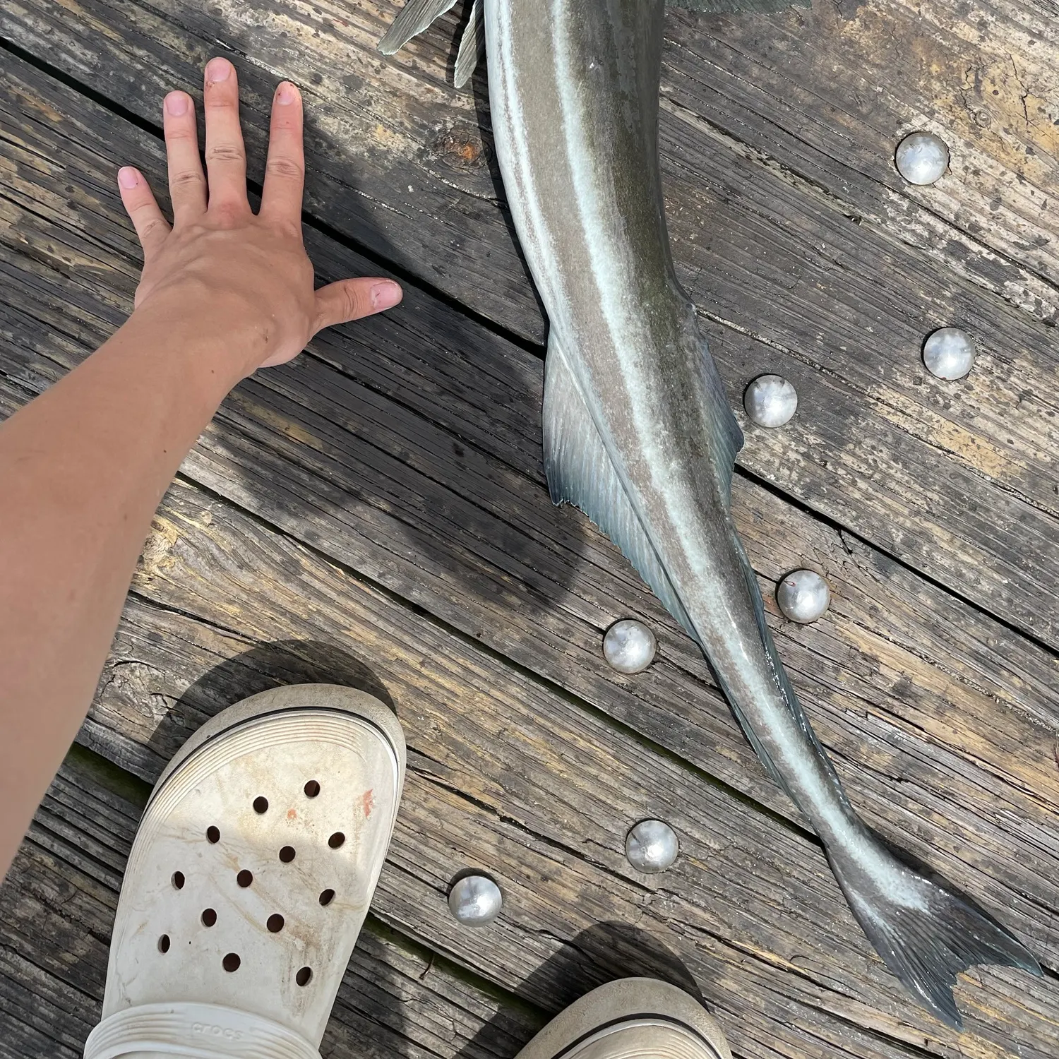 Wahoo caught on Fishbrain