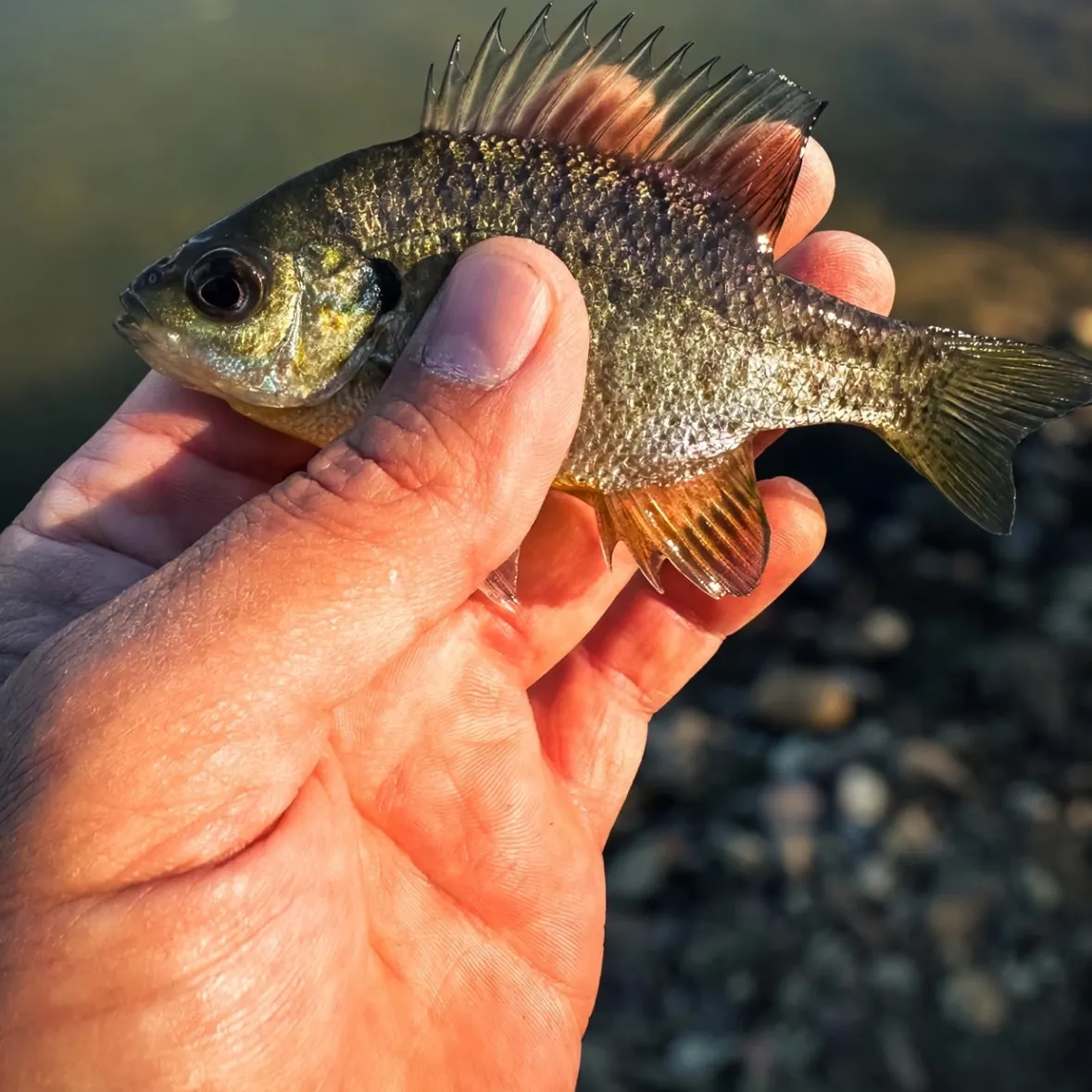 Bluegill caught on Fishbrain