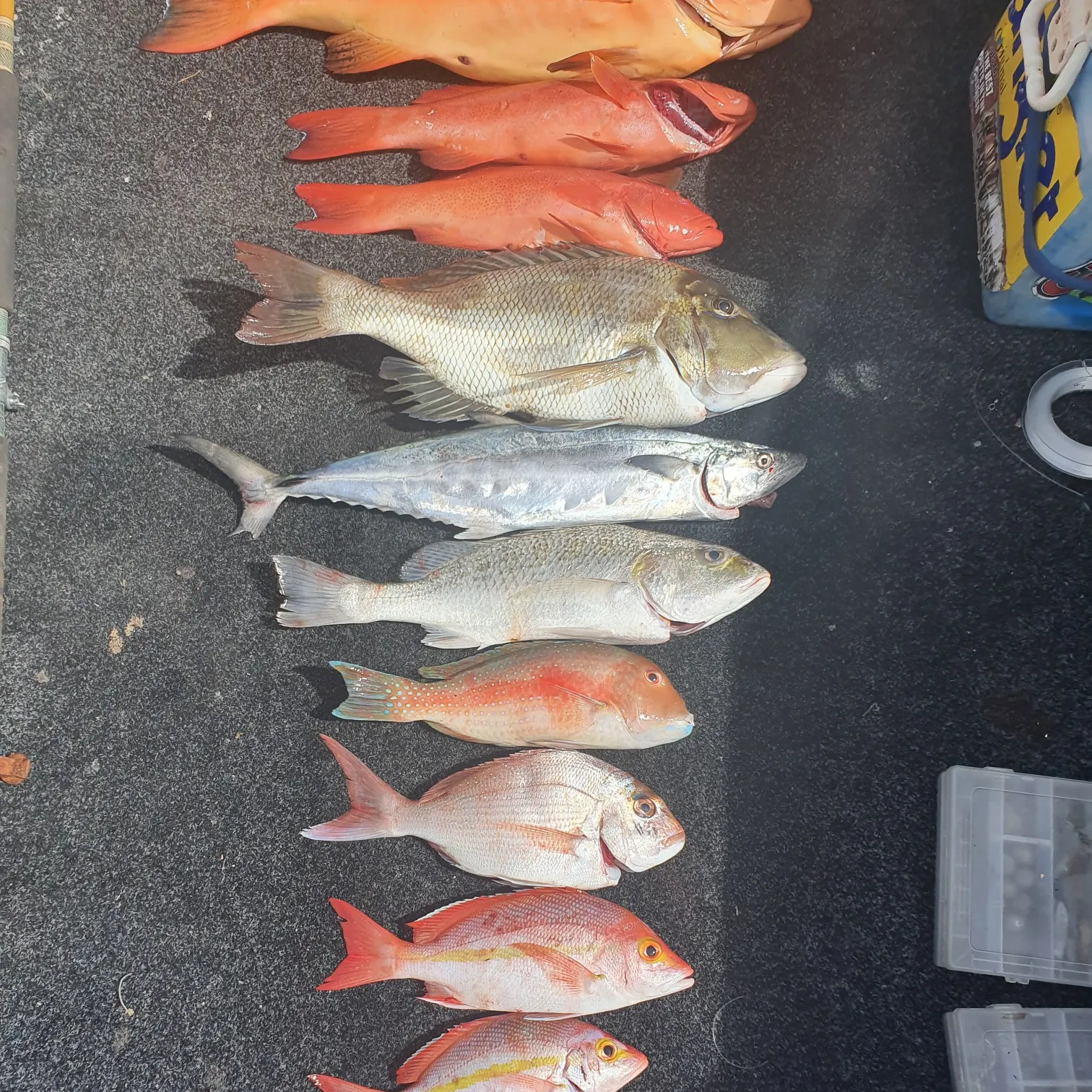 recently logged catches