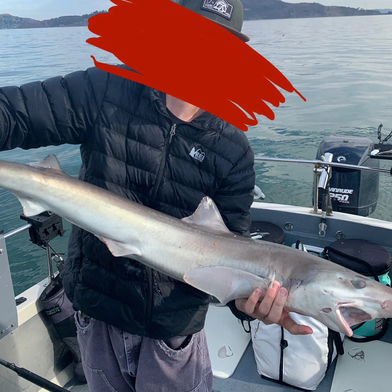 The most recent Tope shark catches on Fishbrain