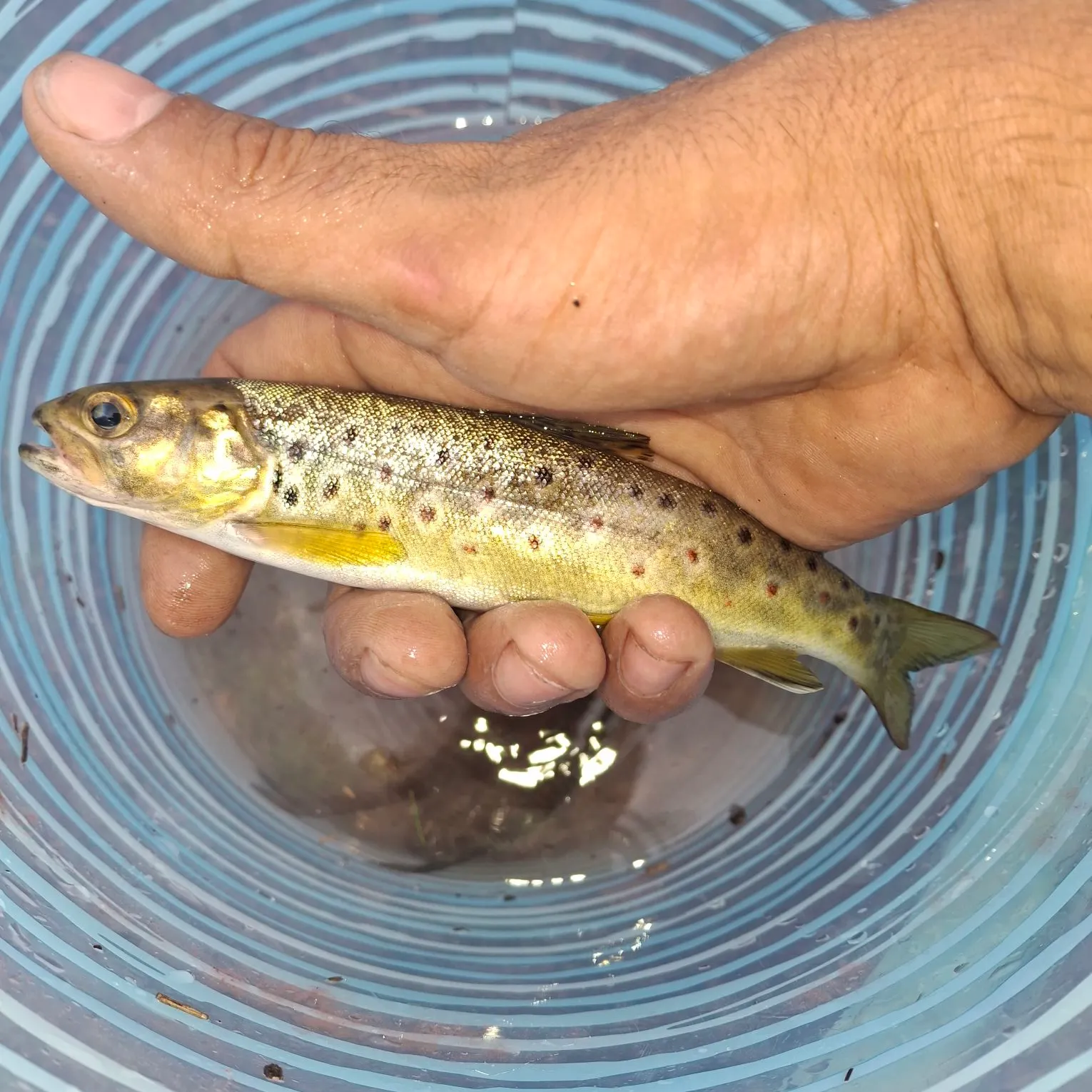 Lake trout caught on Fishbrain