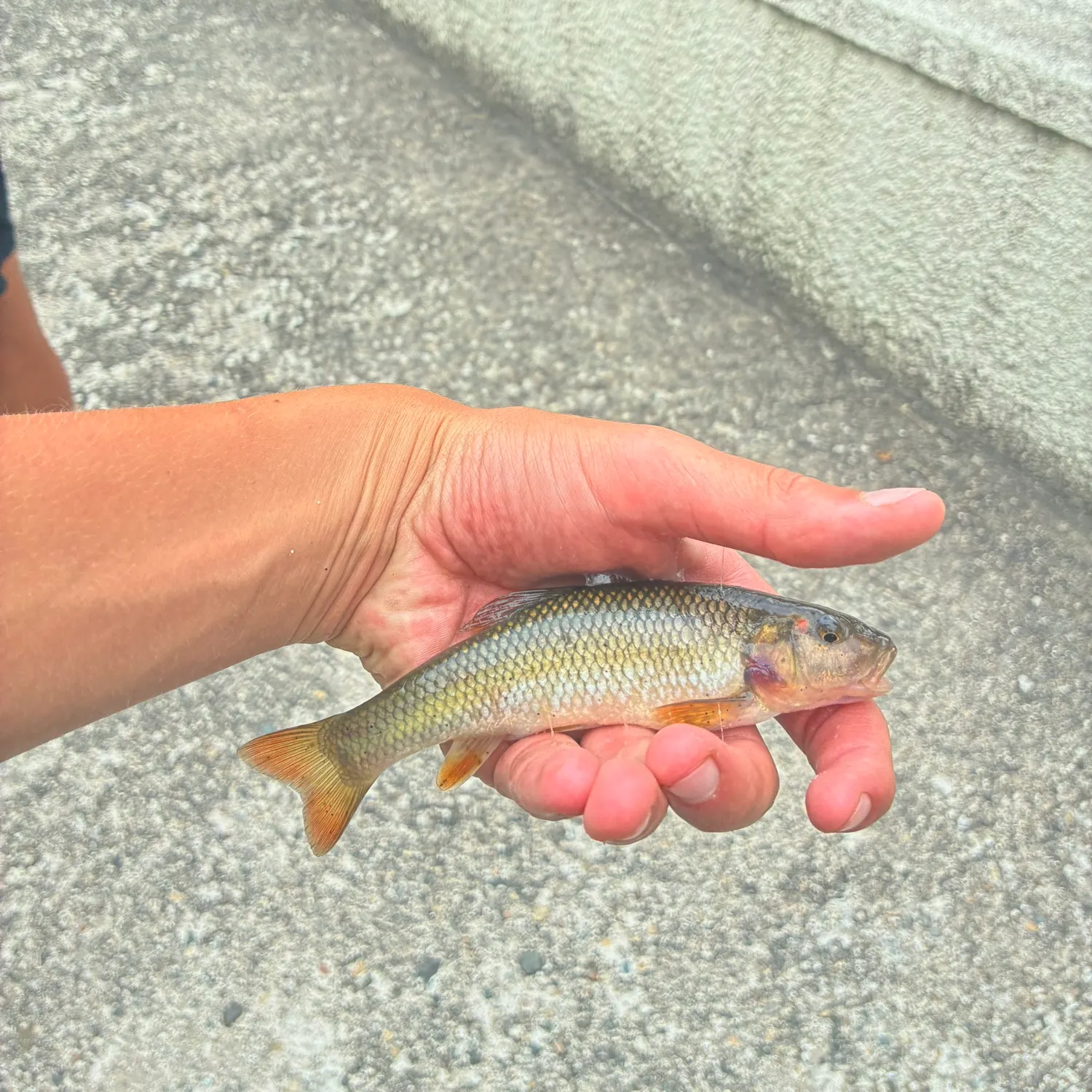 The most recent Hornyhead chub catches on Fishbrain