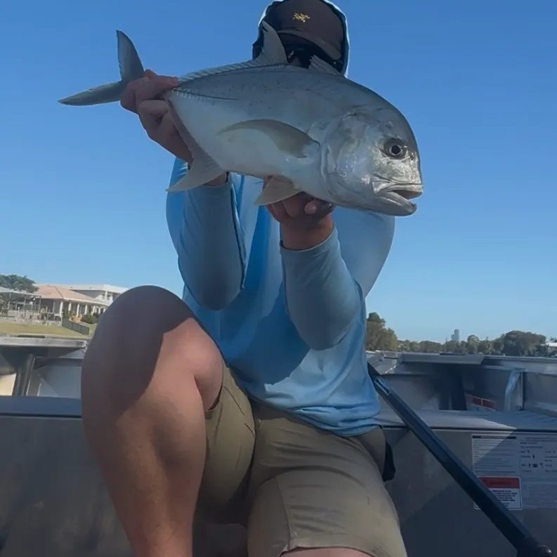 The most recent Giant trevally catches on Fishbrain