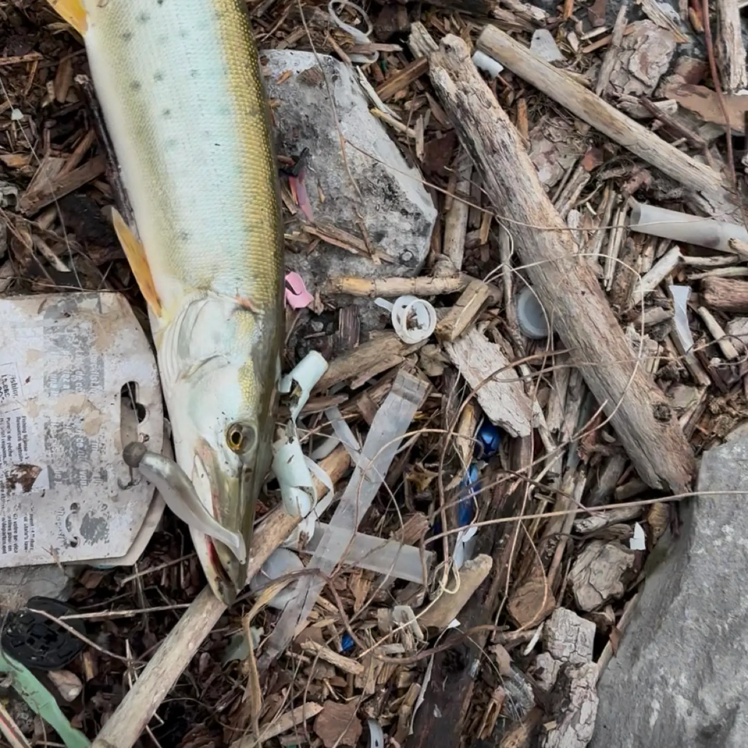 The most recent Amur pike catches on Fishbrain