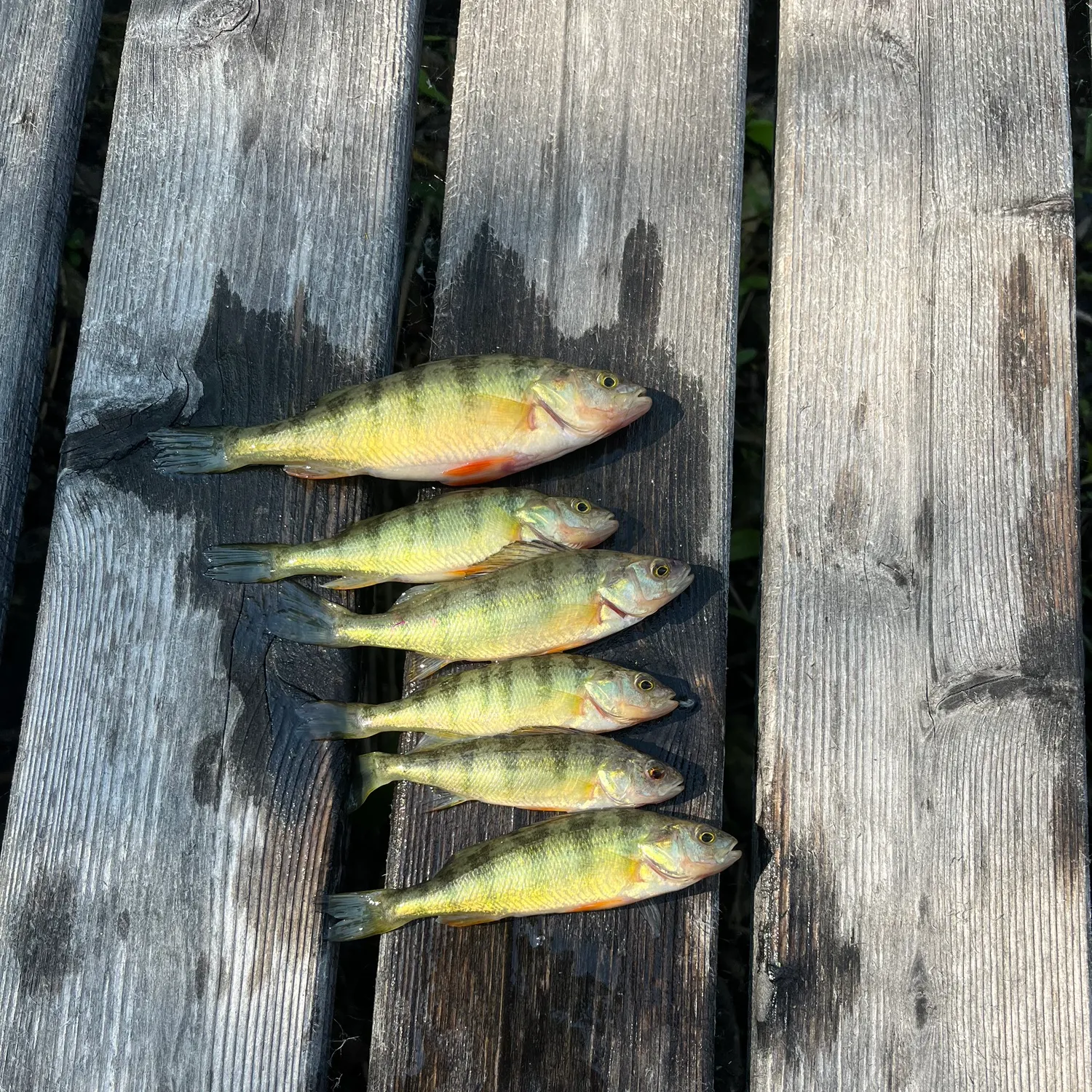 recently logged catches