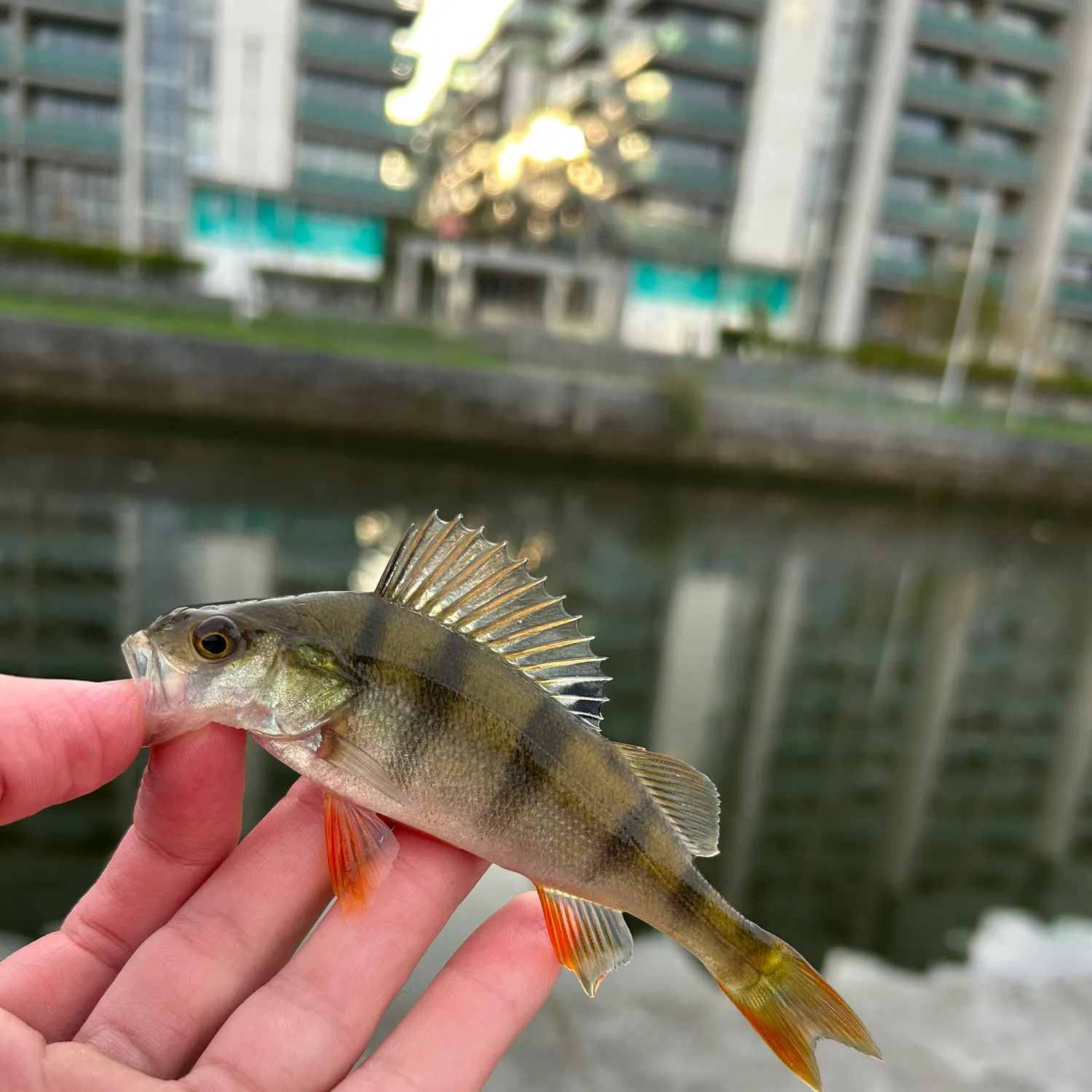 European perch caught on Fishbrain
